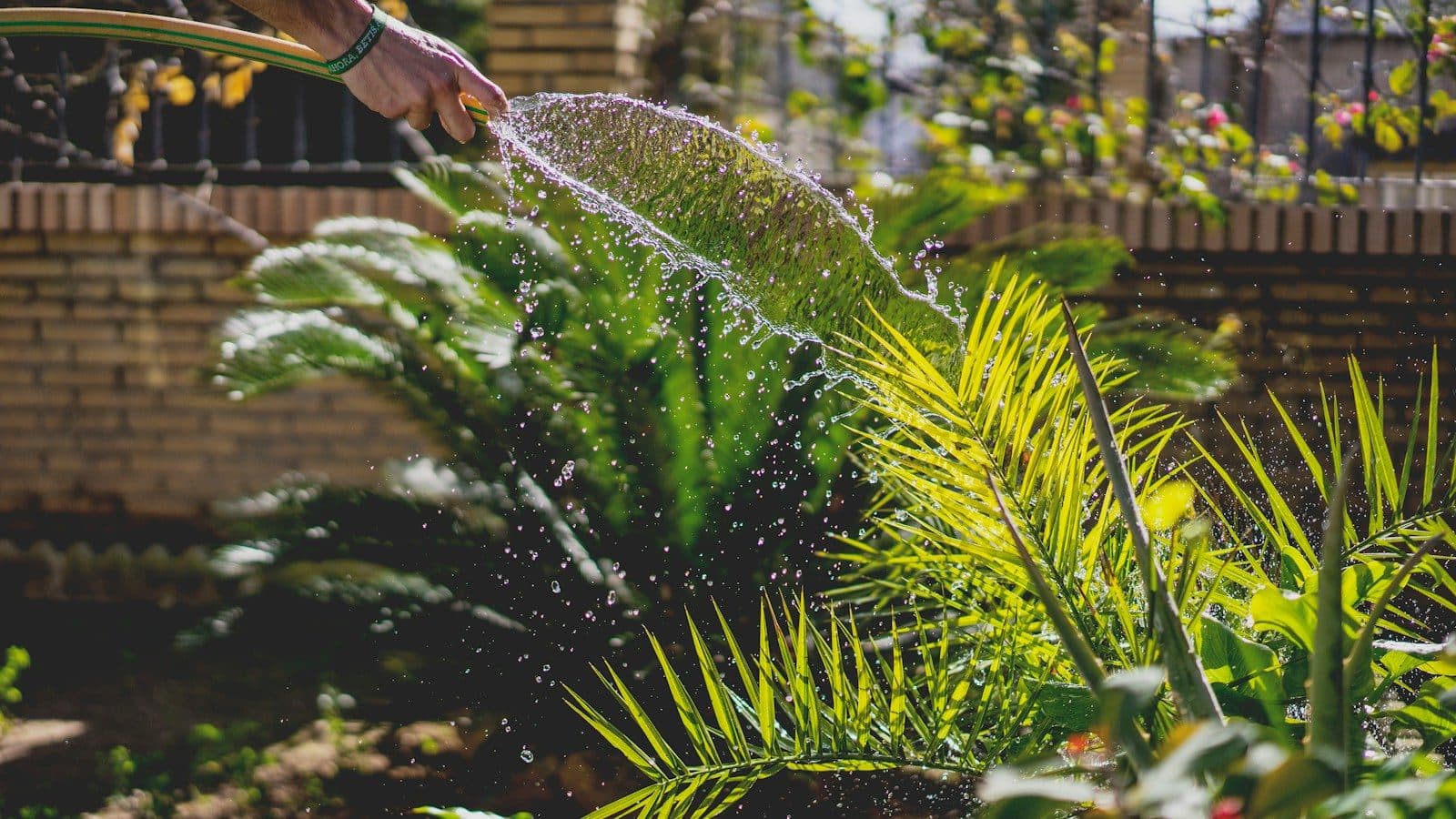 Watering lush garden plants with a hose spray