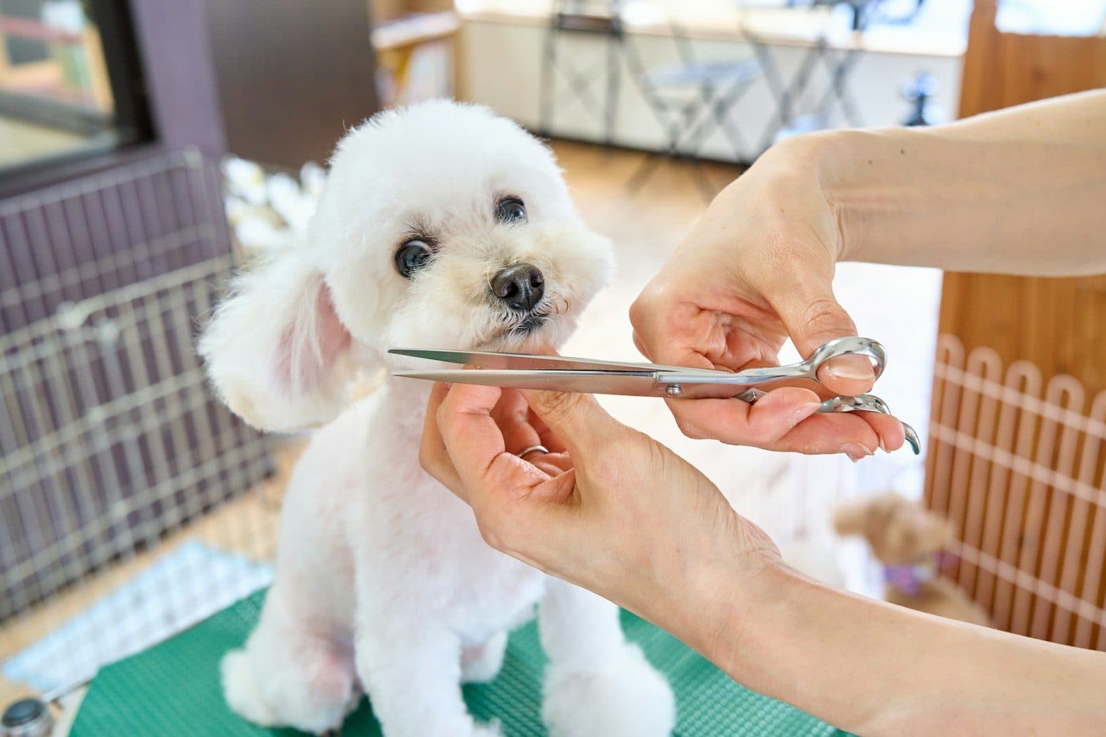 A small white dog having its coat trimmed with scissors